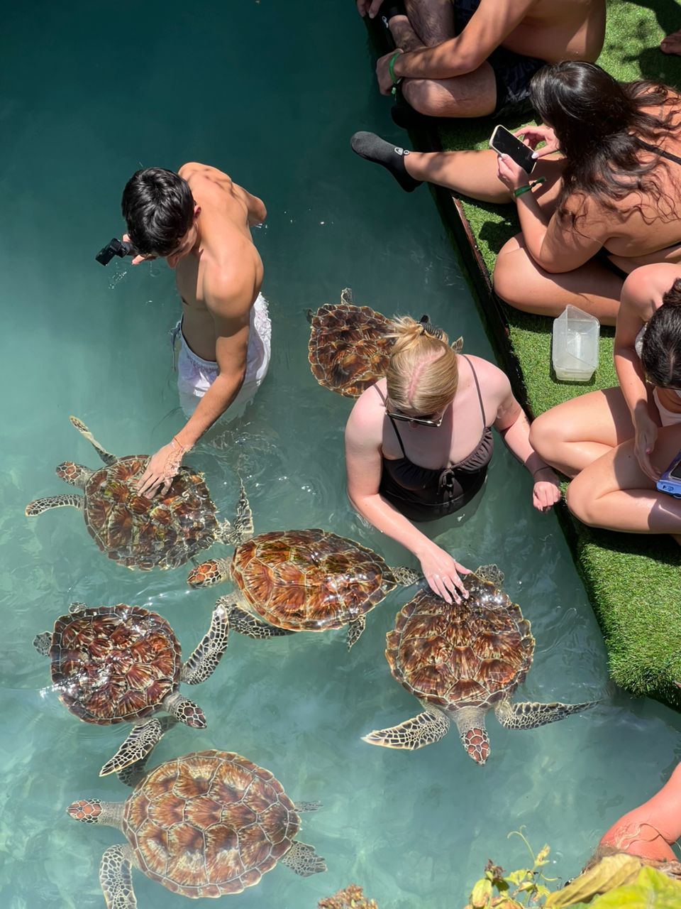 Turtle Sanctuary