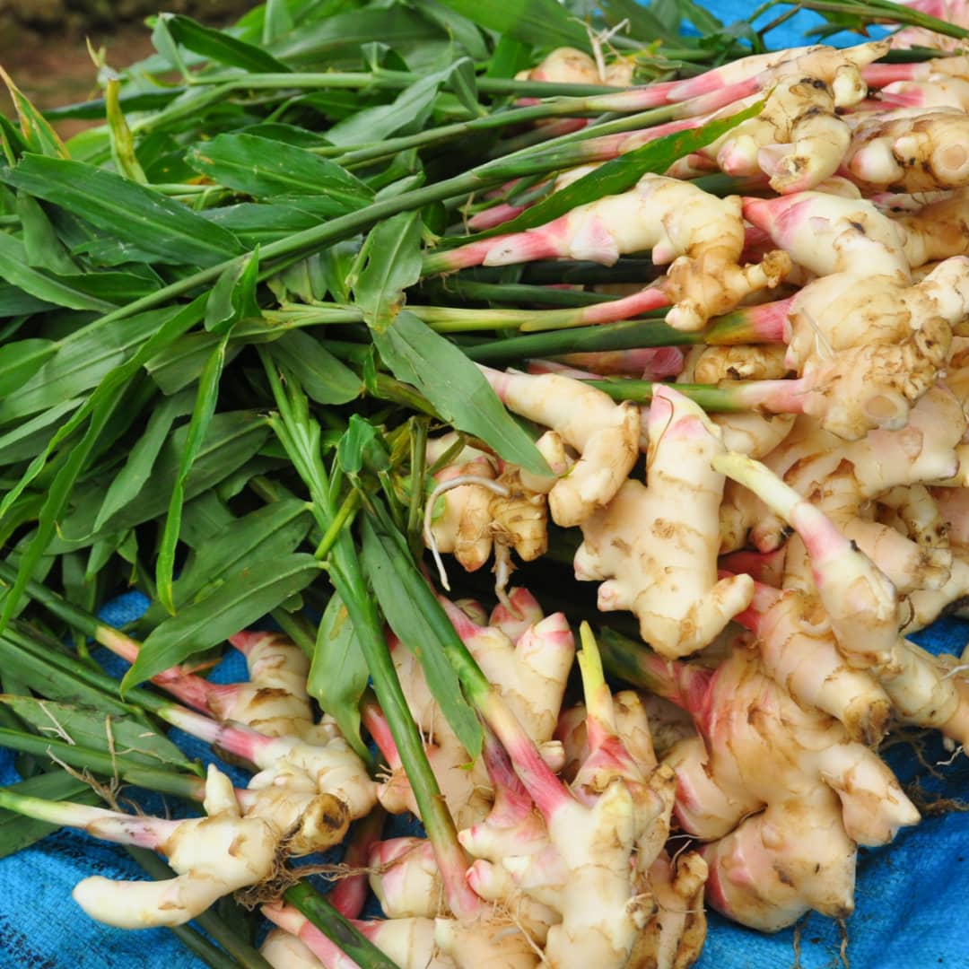 Fresh Ginger Root